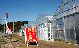 Nagomi Strawberry Farm