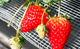 Nagomi Strawberry Farm