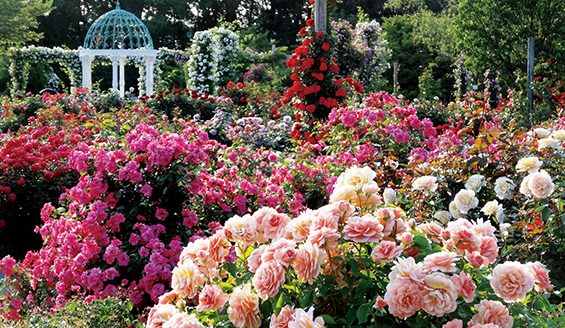 Keisei Rose Garden