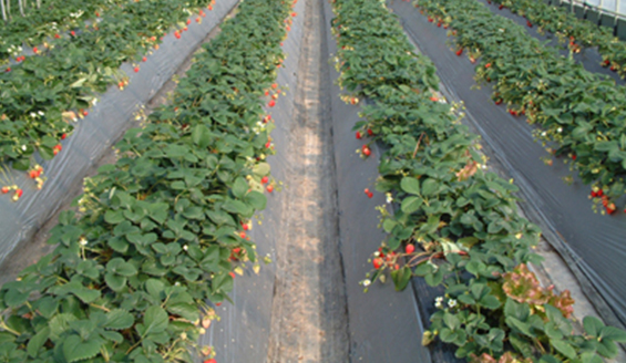 Ishibashi Strawberry Farm