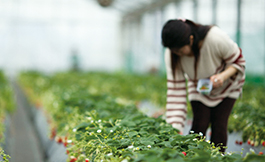 Kawatsura Strawberry Farm