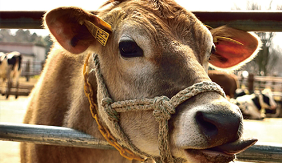 Narita Yume Bokujo (Narita Dream Dairy Farm)